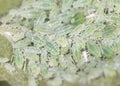 Aphids on a green leaf. close Royalty Free Stock Photo