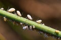 Aphids on the green plant leaf