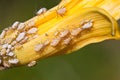 Aphids on the green plant leaf, in the wild Royalty Free Stock Photo