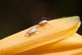 Aphids on the green plant leaf, in the wild Royalty Free Stock Photo