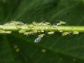 Aphids on a green plant