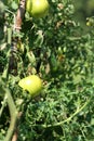 Green tomatoes on a branch in the garden. Tomatoes in the garden among green leaves Royalty Free Stock Photo