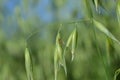 Aphids hanging on oat panicle