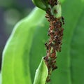 Aphids on the hosta stalk. Parasitic insects suck sap from plants. Ants guard their aphids.