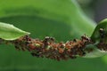 Aphids on the hosta stalk. Parasitic insects that sucks sap from plants.