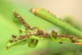 Aphids insect infestation on plant branch. Royalty Free Stock Photo