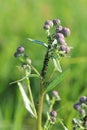 Aphids infested the entire garden plot, pest control in the garden, aphids from ants Royalty Free Stock Photo