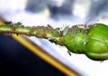 Aphids infesting rose bud sucking sap.