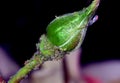 Aphids infesting rose bud sucking sap.