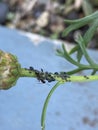 Aphids insects infestation feeding on plant and ant Royalty Free Stock Photo