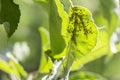 Aphids on the inside of the leaf. Agricultural pest Royalty Free Stock Photo