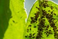 Aphids on the inside of the leaf. Agricultural pest Royalty Free Stock Photo