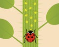 Aphids and Ladybug