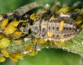 Aphids and larvae of ladybug