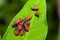 Aphids on a Leaf Royalty Free Stock Photo