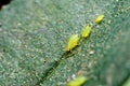 Aphids on the leaf. Used selective focus. These are the insect pests of various agricultural crops which damages the foliage and