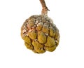 Aphids little effect on custard apple Royalty Free Stock Photo