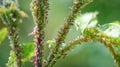 Aphids and mites on a rose shoot, close-up. Royalty Free Stock Photo