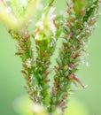 Aphids and mites on a rose shoot, close-up. Royalty Free Stock Photo