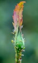 Aphids and mites on a rose shoot, close-up Royalty Free Stock Photo