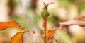 Aphids and mites on a rose shoot, close-up Royalty Free Stock Photo