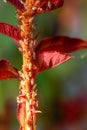 Aphids and mites on a rose shoot, close-up. Royalty Free Stock Photo