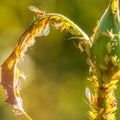 Aphids and mites on a rose shoot, close-up. Royalty Free Stock Photo