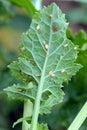 Aphids (Myzus persicae, known as the green peach aphid or the peach-potato aphid) killed by entomopathogenic fungus. Royalty Free Stock Photo