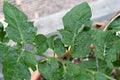 Aphids and other pests covering the leaves of a tomato plant in a home garden Royalty Free Stock Photo