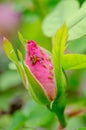 Aphids on pink rose with green background Royalty Free Stock Photo