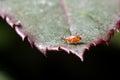 Aphids on a plant