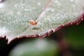 Aphids on a plant