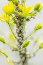 Aphids on plant Royalty Free Stock Photo