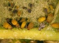 Aphids plant lice, greenflies, blackflies or whiteflies Royalty Free Stock Photo