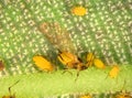 Aphids or plant lice, greenflies, blackflies and whiteflies Royalty Free Stock Photo