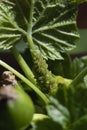 Aphids or plant lice or greenflies, blackflies, whiteflies are small sap sucking insects. members of Aphidoidea superfamily