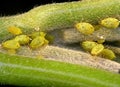 Aphids plant lice, greenfly, blackfly or whitefly Royalty Free Stock Photo