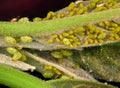 Aphids plant lice, greenfly, blackfly or whitefly Royalty Free Stock Photo