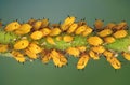 Aphids - plant lice, greenfly, blackfly or whitefly Royalty Free Stock Photo