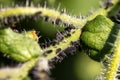 Aphids or plant lice infest a green plant at the garden, parasite infestation Royalty Free Stock Photo