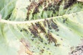 Aphids (Plant lice) on a leaf Royalty Free Stock Photo