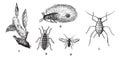 Aphids or plant lice, 1. Woolly adelgid. 2. Woolly adelgid. 3. Root aphid. 4. Rose aphid male. 5. Rose aphid female, vintage