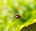 Aphids on the plant. macro Royalty Free Stock Photo