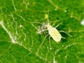 Aphids on the plant. macro Royalty Free Stock Photo