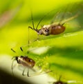 Aphids on the plant. macro Royalty Free Stock Photo