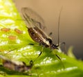 Aphids on the plant. macro Royalty Free Stock Photo