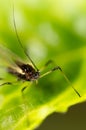 Aphids on the plant. macro Royalty Free Stock Photo