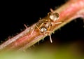 Aphids on the plant. macro Royalty Free Stock Photo