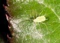 Aphids on the plant. macro Royalty Free Stock Photo