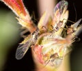 Aphids on the plant. macro Royalty Free Stock Photo